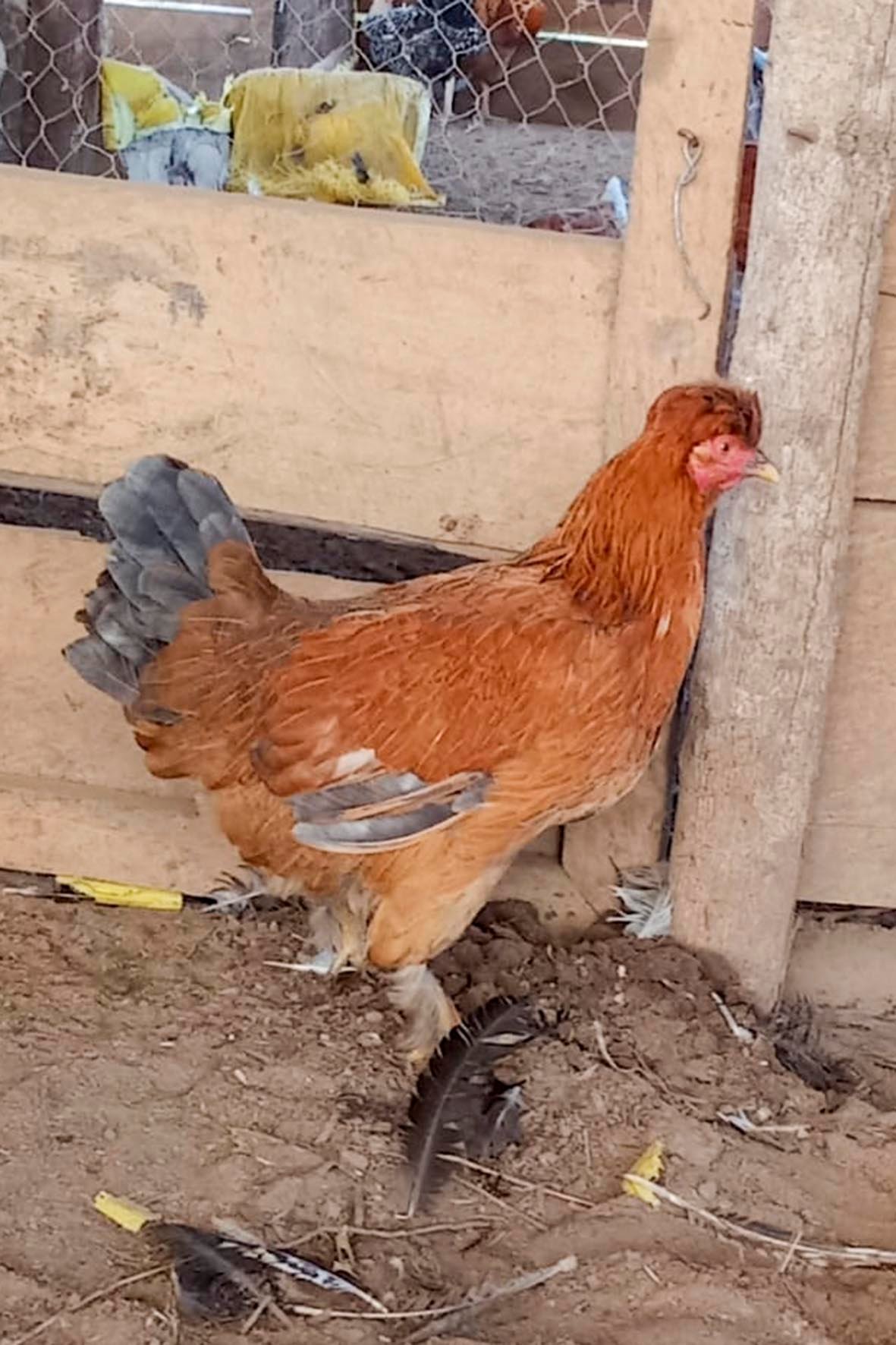 WhatsApp Image 2025-04-03 at 7.35.00 PM copia.jpg